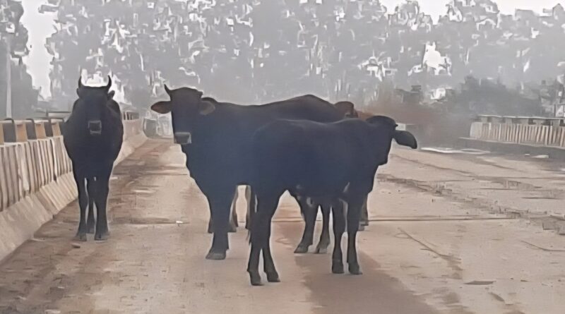 stray-cattle-ground-reality