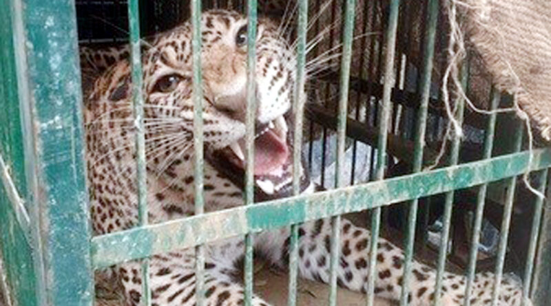 leopard-found-trapped-cage