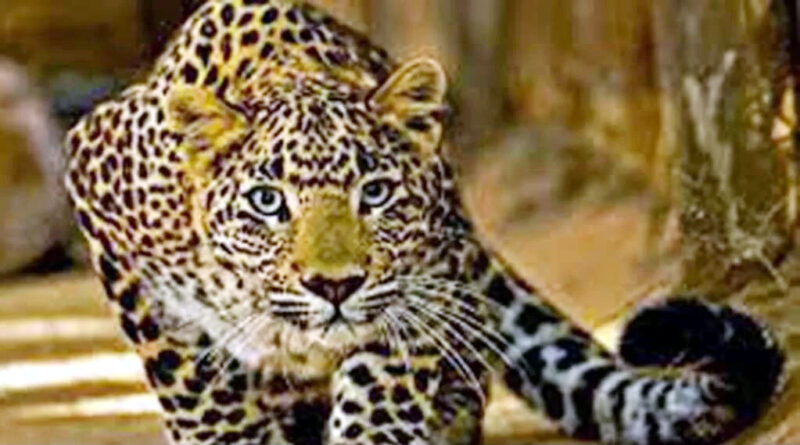 3-leopards-in-jhutiya-village