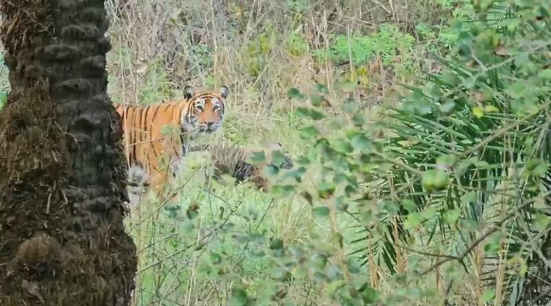sariska-tiger-cub-birth