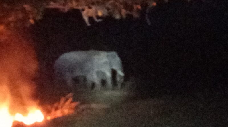 three-elephants-wreaking-havoc