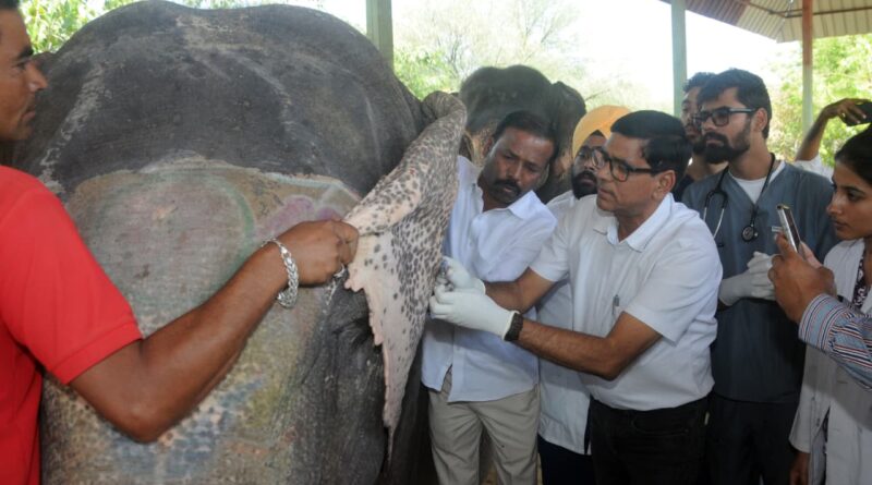 elephants-health-examined