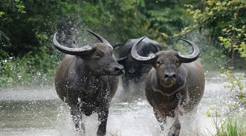 mp-kaziranga-wild-buffalo-cm-soopkhar-relocation-l