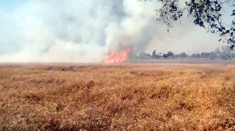 standing-wheat-burnt-to-ashes