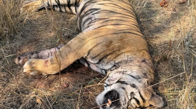 tiger-dies-under-suspicious-ci