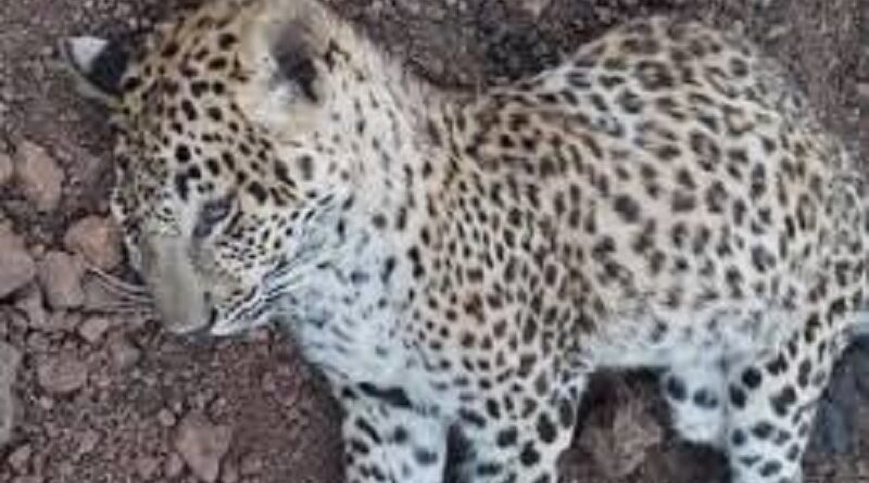 leopard-found-dead-in-guna-died-in-a-vehicle-colli