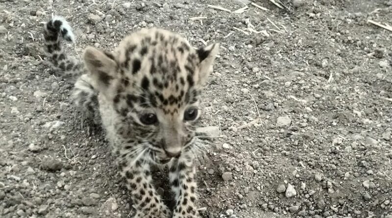 dhar-female-leopard-cub-found-in-bushes