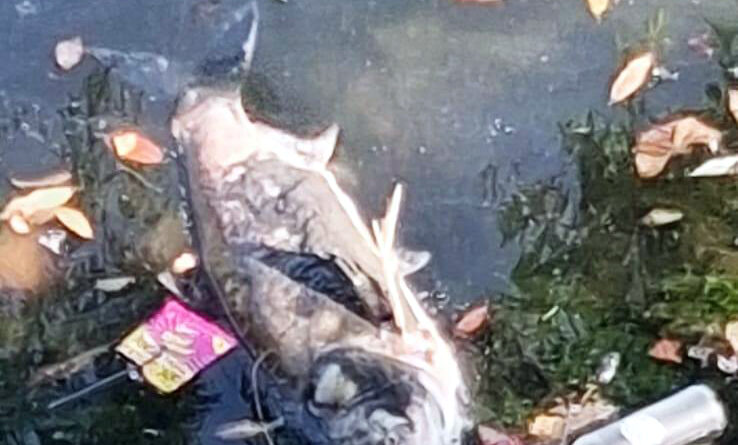 uk-nani-raised-fish-death-