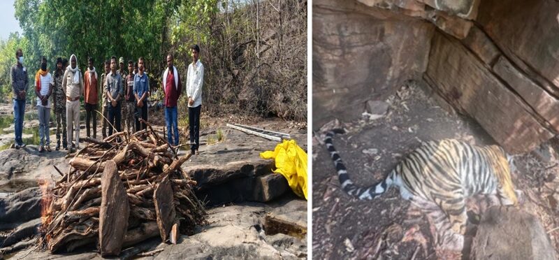 tiger-dies-in-a-fight-dies-9-