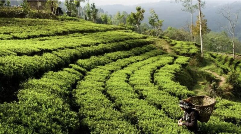 nepal-tea-export-pm-balen-ndia