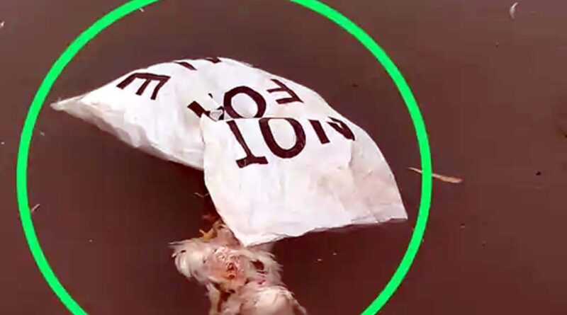 -sacks-full-of-dead-chickens