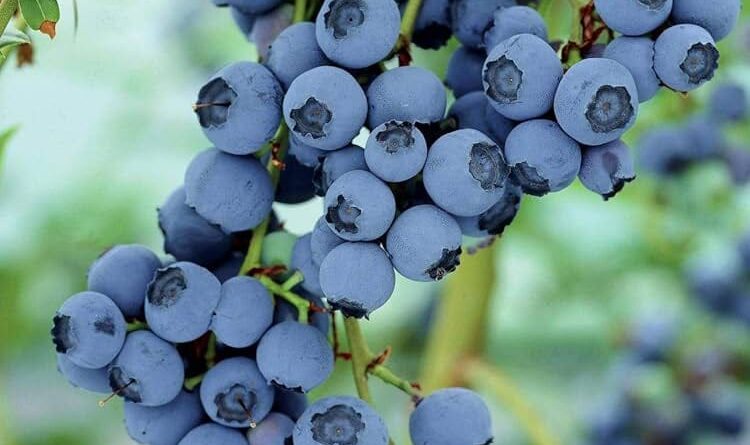 apple-alternative-blueberry