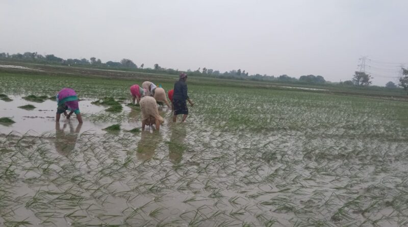up-auraiya-dhan-ropai-after-ra
