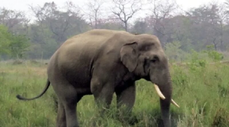 nepal-elephant-nother-son-kile