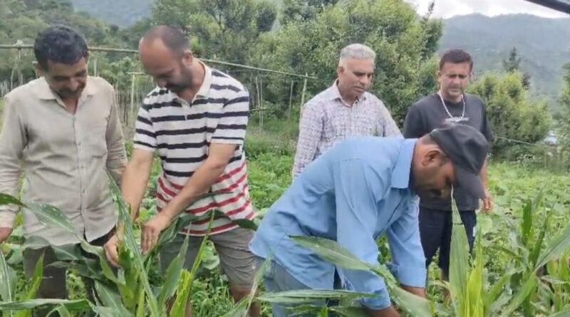 maize-crop-on-sirmaur