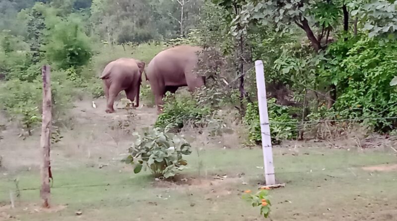 a-herd-of-three-elephants-rema