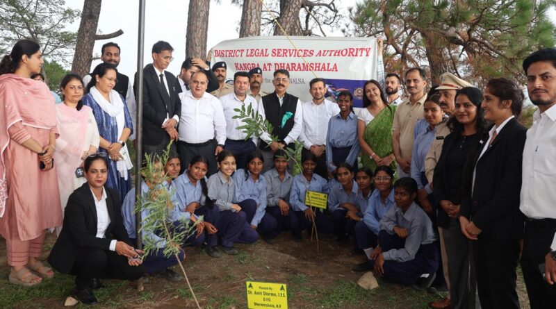 kangra-tree-plantation-vidhik