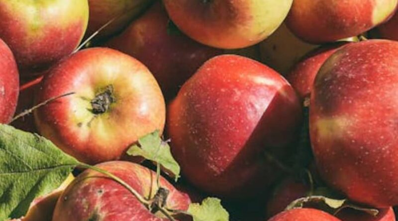 apple-season-gala-mandies