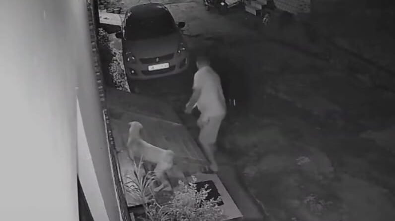 uk-dog-related-story