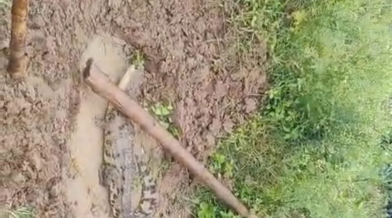 up-auraiya-cricodile-found-pit
