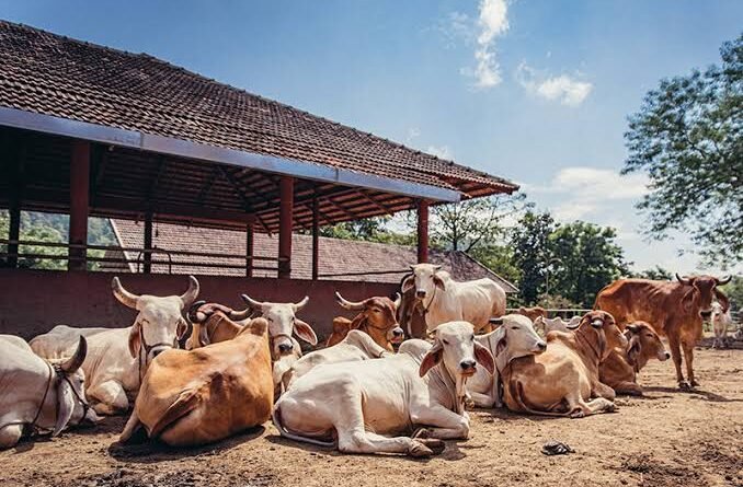 ashoknagar-all-110-cow-shelte