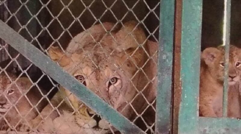 mp-lion-pride-grows-indore-zoo-lioness-sundari-giv