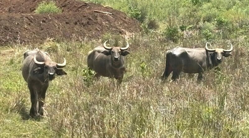 mp-gaur-population-growing-bandhavgarh-ecosystem-s