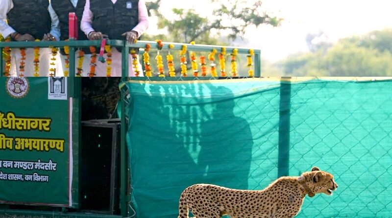 mp-cm-released-female-cheetah-gandhi-sagar-sanctua