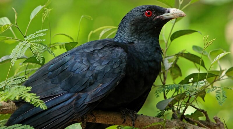 uk-birds-also-sing-woo-fema