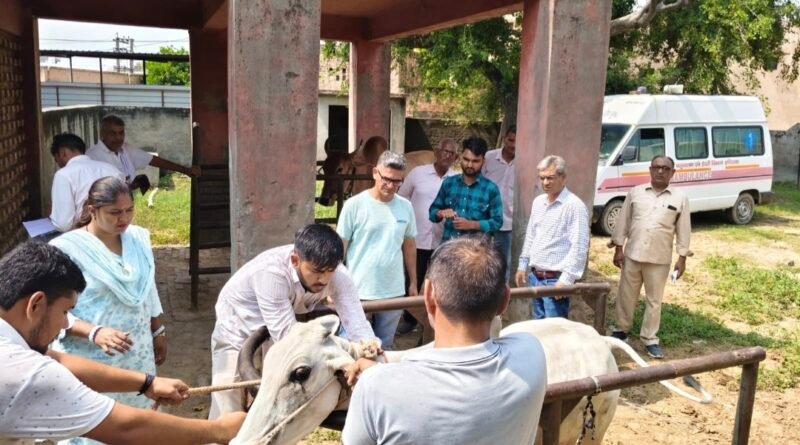 samples-of-cattle-were-sent-fo