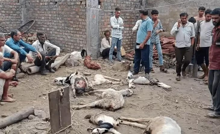 wild-animal-attack-in-mandsaur