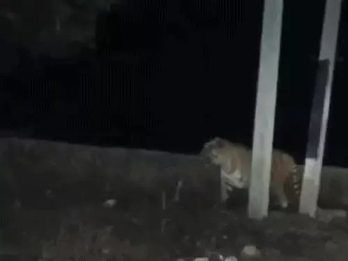 tiger-enters-thanagazi-town-sariska